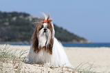 SHIH TZU 017